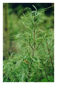 PINUS strobus 'Contorta'